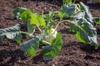 Brassica oleracea