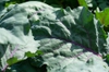 Brassica oleracea
