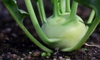 Brassica oleracea