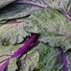 Brassica oleracea