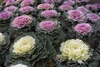 White and purple ornamental kale plants
