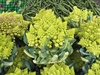 Romanesco broccoli head