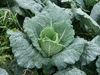 Young plant