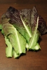 Scotch kale leaves
