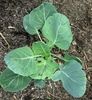 Young plant