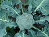Broccoli head surrounded by leaves
