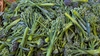 Picked bunch of broccolini