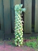 Close up of Brussles sprouts on a harvested stem