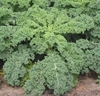 Mature kale plant with green curly leaves