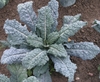 Mature plant with blue-green leaes