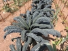 Planted en masse