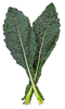 Green leaves closeup