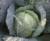 Mature green savory cabbage