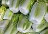 Harvested nappa cabbage
