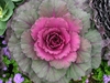 Ornamental kale with pink interior leaves