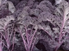 Mature plants of red curly kale