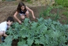 Children picking red Russian kale leaves