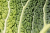 Close up of the crinkly leaf