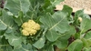 Mature cauliflower plant