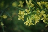 Pale yellow cauliflower flower