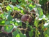 Brassica rapa (Rapifera Group)