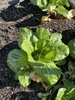 Pak choy plant in Jan in Brunswick County NC