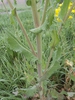 Stem and clasping leaves