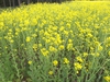 Form in bloom