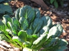 Brassica rapa var. rosularis