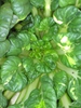 Brassica rapa var. rosularis