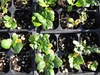 Brassica rapa var. rosularis