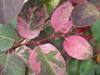 Leaves with pink mottling and red stems