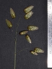 Briza maxima