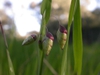 Briza maxima