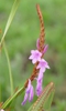 Broad leaved Watsonia (Watsonia pulchra)