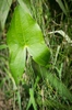 Leaf closeup