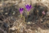 Solitary upright violet-colored flowers