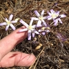 Hand cradling a cluster of pale pink flowers