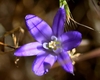 Dark blue, star-shaped flowers.
