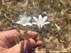 Hand cradling white, star-shaped flowers