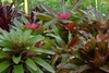Rosette plants used as a ground cover.