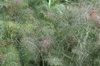 Foeniculum vulgare