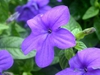 Browallia speciosa