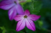 Browallia speciosa
