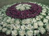 Ornamental cabbage planted en masse with white and purple leaves