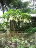 Tree form of plant growing in a container
