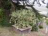 Brugmansia