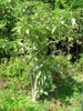form