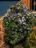Plant in bloom in a container