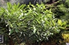 Form